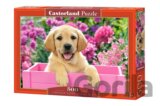 Labrador Puppy in Pink Box