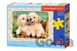 Gloden Retriever Pups
