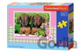 Dachshund Puppies