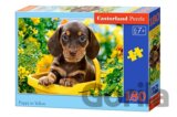 Puppy in Yellow