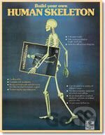 Human Skeleton