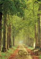 Avenue
