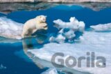 Young male polar bear