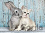Cat & Bunny