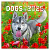Nástenný poznámkový kalendár Dogs (Psy) 2025