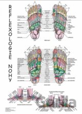 Mapa - Reflexologie nohy