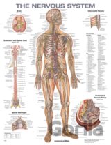 The Nervous System Anatomical Chart