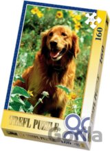 Zlatý retriever