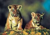 Tigrí bratia