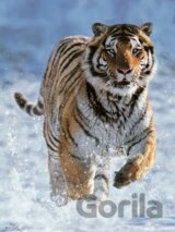 Tiger na snehu