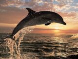 Skákajúci delfín
