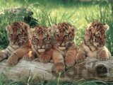 Malí tigríci