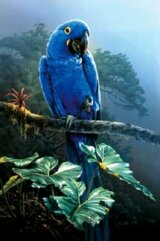 Tropický papagáj