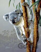 Mladá koala