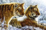 Sibírske tigre