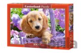 Puppy in Basket