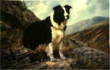 Border Collie On Hillside