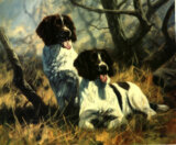 Springer Spaniels