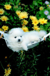 Puppy In Hammock