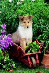 Where´s My Bone?