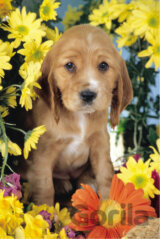 Pick Me, Pick Me