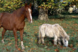 Horse with Shetland Pony