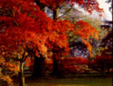 Autumn Foliage at Westbonbirt, Gloucester