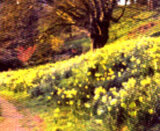Daffodils beside the River Wye