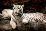 Bengálsky tiger