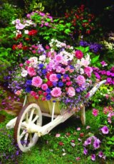 Garden Flowers