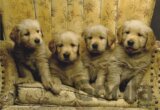 Gold Red Pups