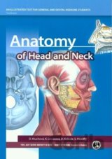 Anatomy of Head and Neck