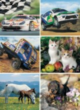 Zvieratá a autá mix