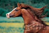 Gobelin, Arabský kôň, Farma Niewierz, Poľsko