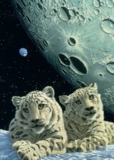 Schimmel: Lair of the Snow Leopard III