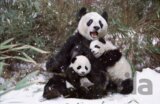 Panda Mother and Twin Cubs