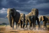 Elephants with Storm Clouds