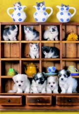 Puppies on Dresser
