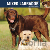 Mixed Labrador 2009