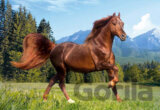 Rocky Mountain Horse