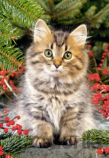 Maine Coon amongst Berries