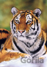 Sibírsky tiger