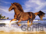 Kôň na pláži