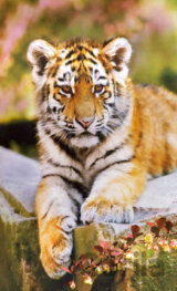 Malý tiger