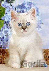 Birman Kitten