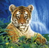 Malý tiger