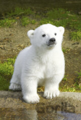 Knut pri vode