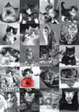 Kočky - puzzle 1500 dílků