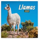 Poznámkový kalendář / kalendár Lamas 2020