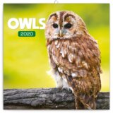 Poznámkový kalendář / kalendár Owls 2020